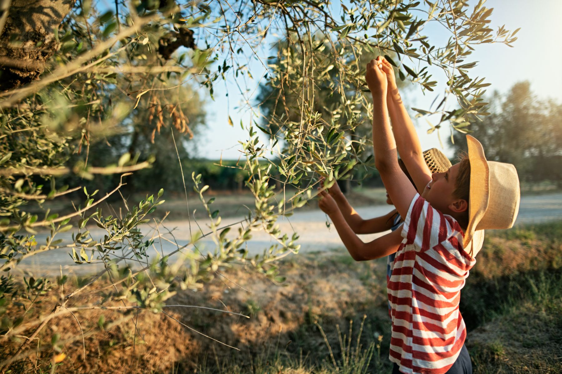 Children picking olives from a tree