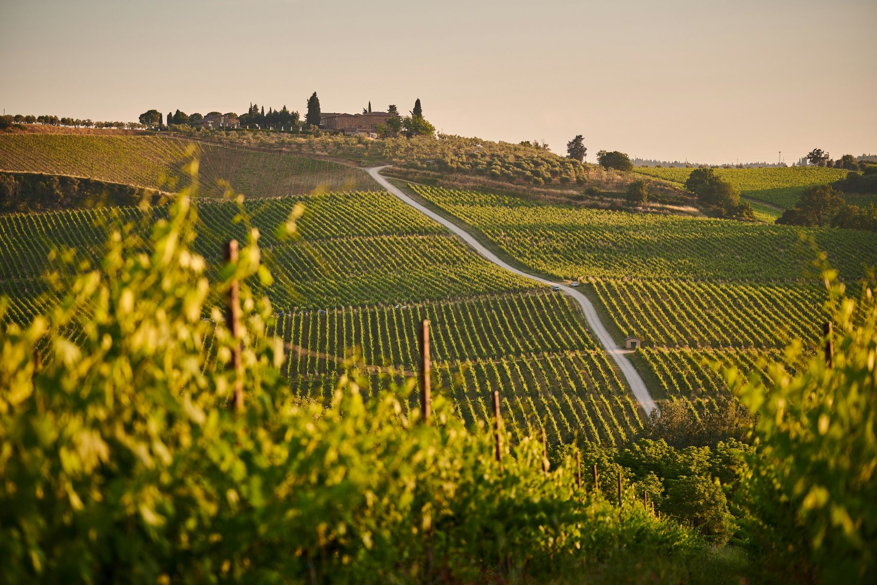 Vineyards in Tuscany at sunset