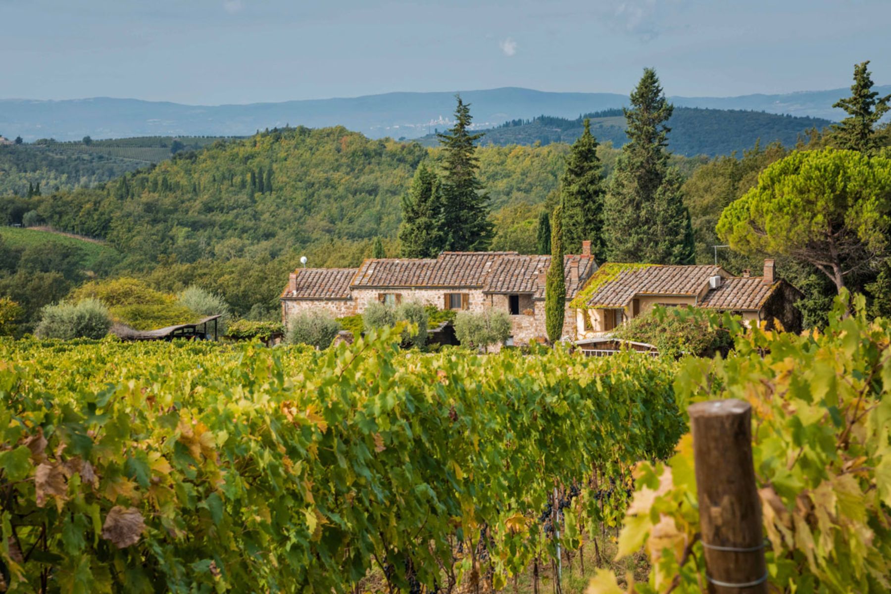 Vineyard view of Casa Picchio in Tuscany