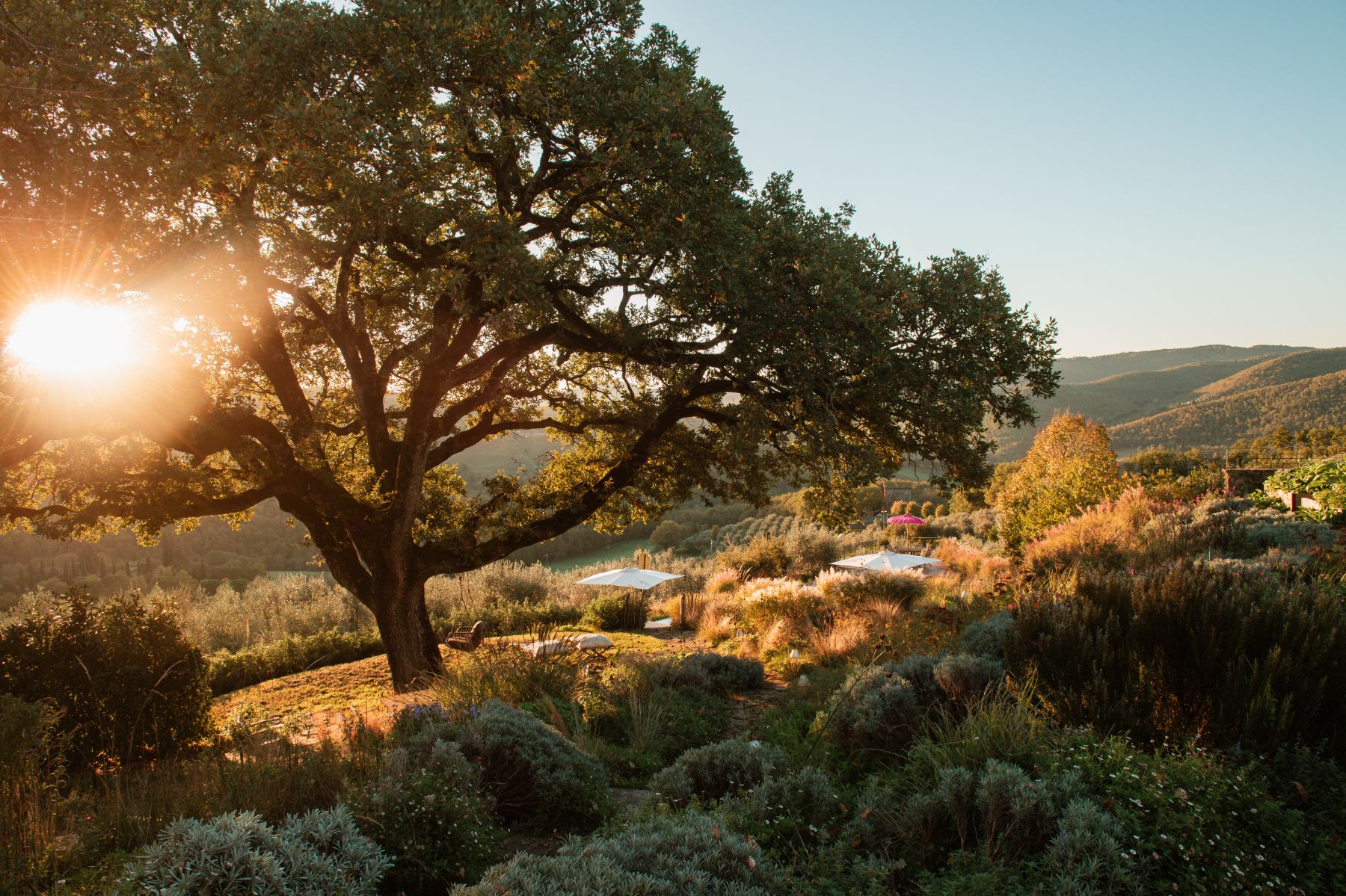 Sunset in the garden at La Regina in Tuscany