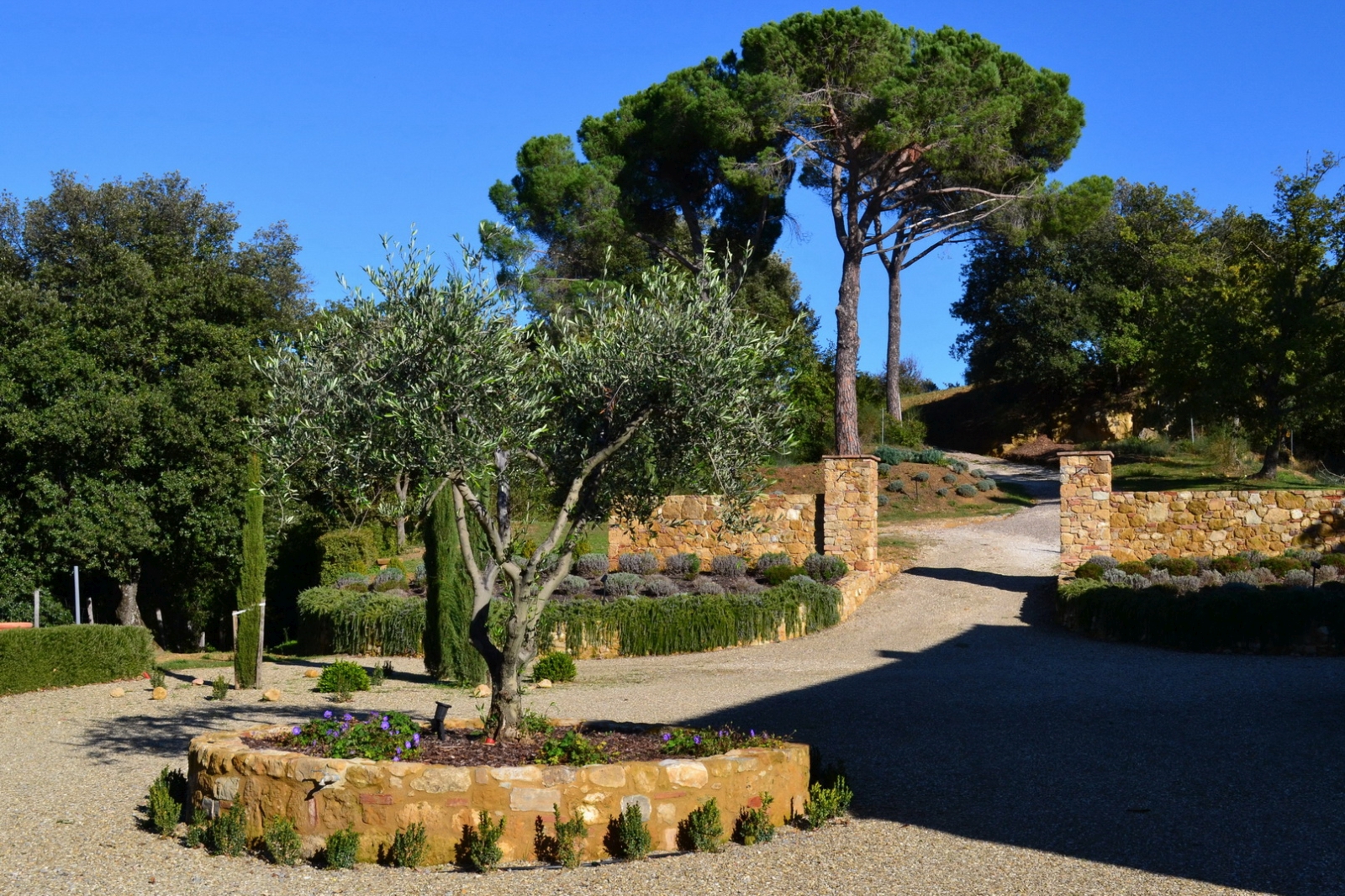 Driveway with walled tree at Podere Caterina Tuscany