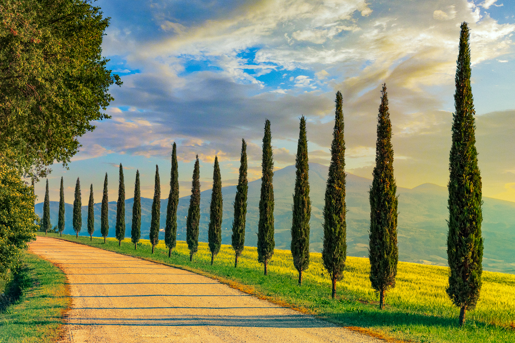 A road lined with cypress tress in Tuscany's Crete Senesi
