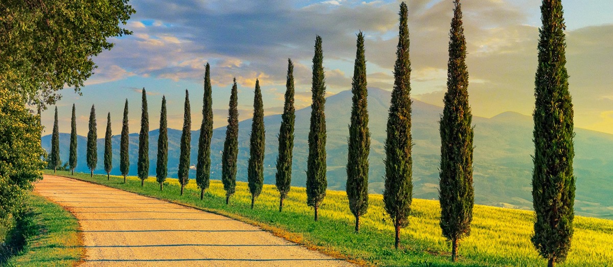 A road lined with cypress tress in Tuscany's Crete Senesi