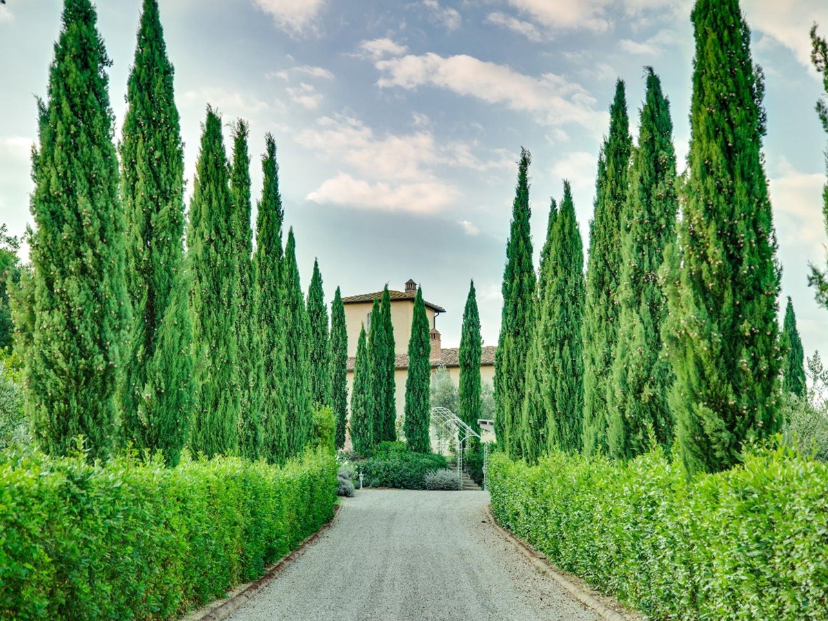 Trees surrounded the driveway with Villa di Tignano in the background