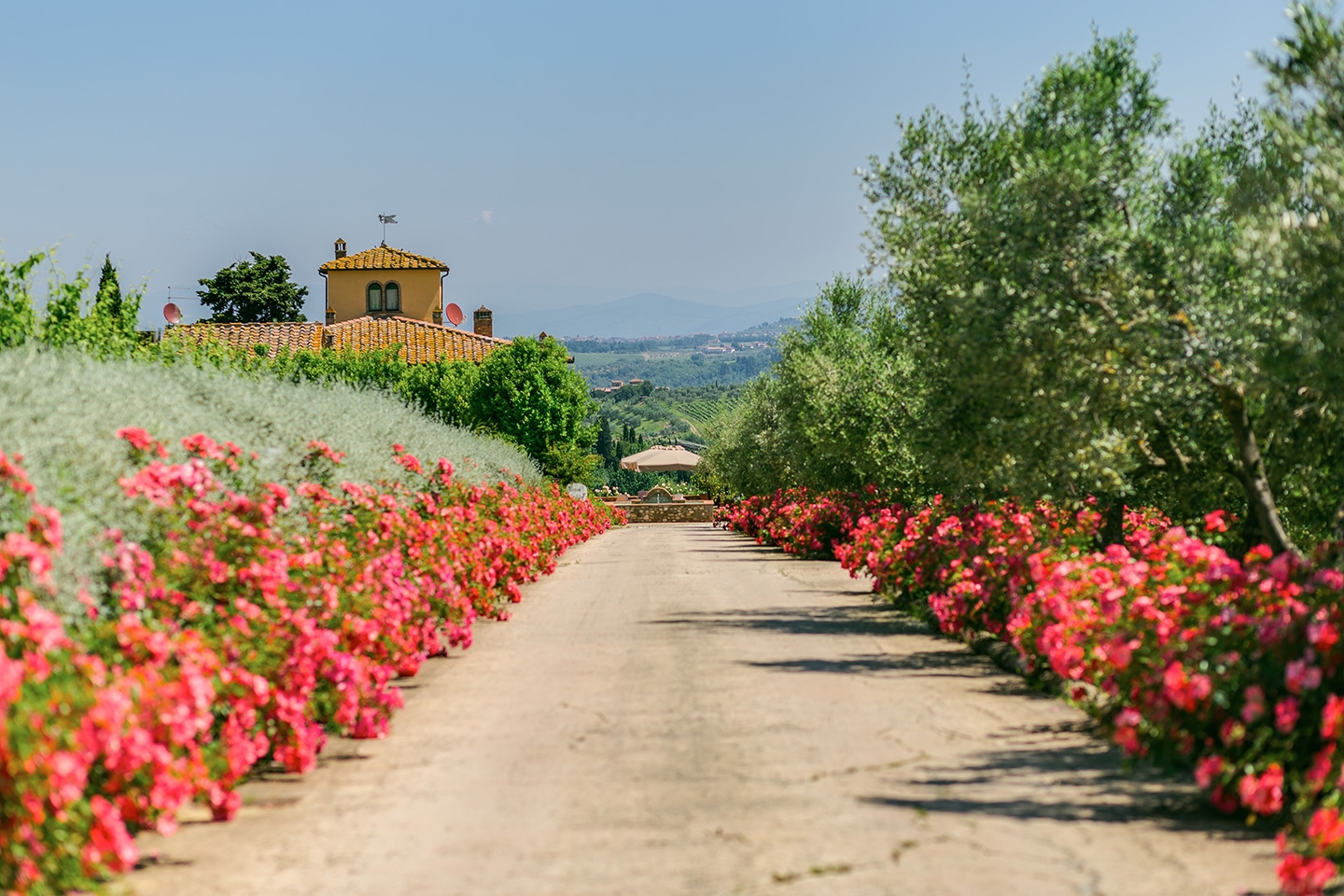 Driveway lined with pink flowers at Villa Il Sole in Tuscany