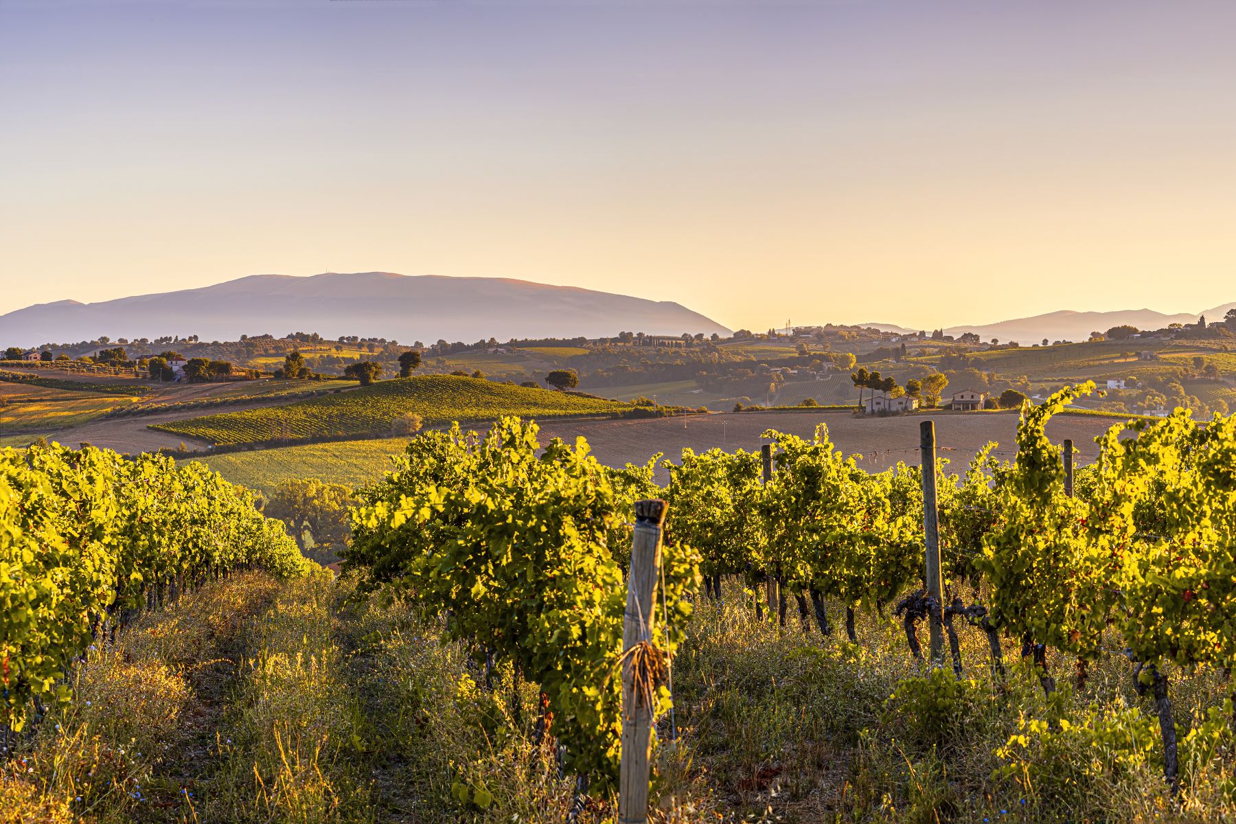 Vineyards in Umbria at sunset