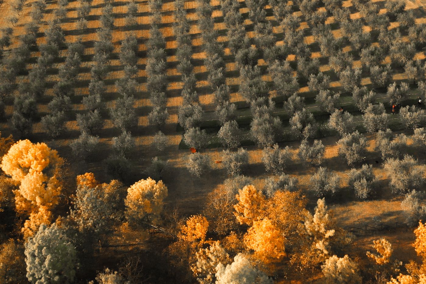 An olive grove at Mandola Piccola.