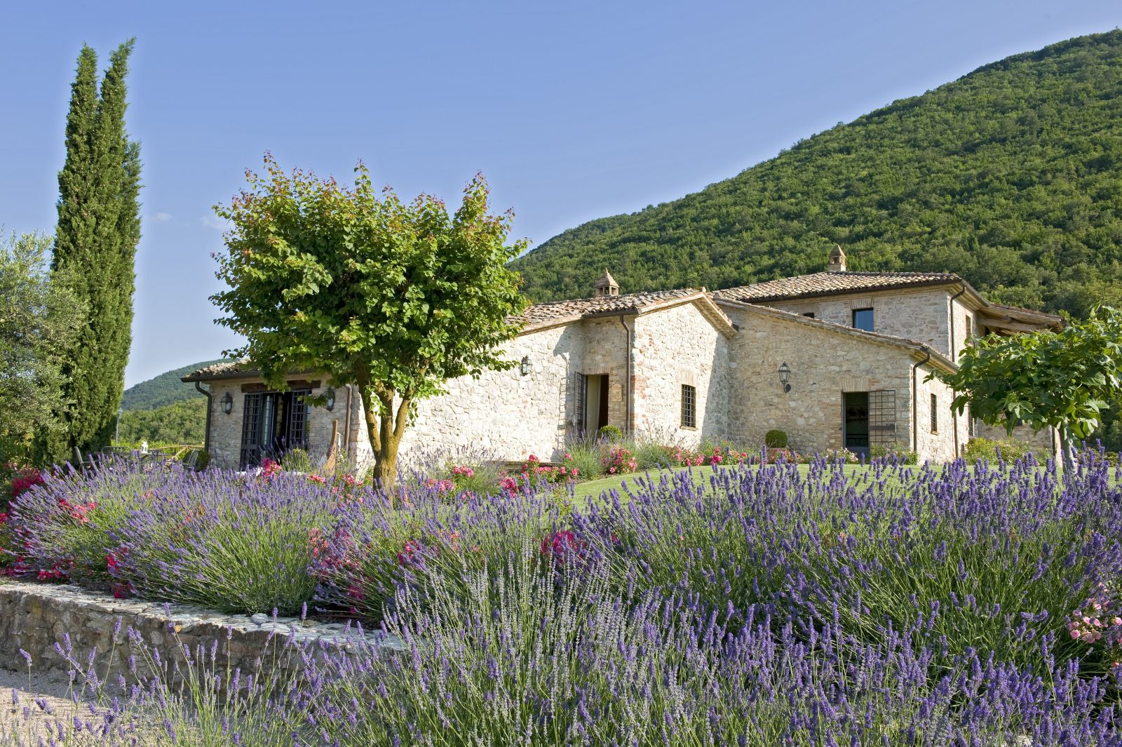 Exterior of Villa Arpeggio with lavender bushes, Umbria 
