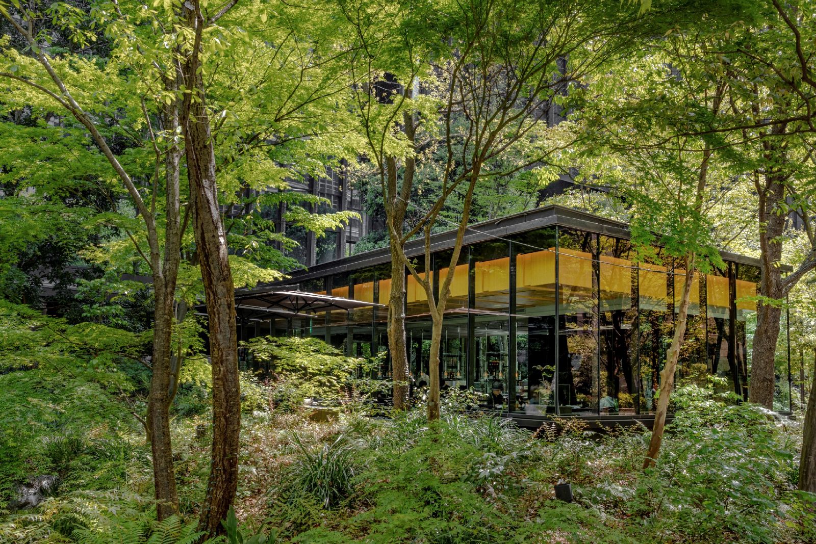 Forest surrounds of The Cafe at the Aman Tokyo