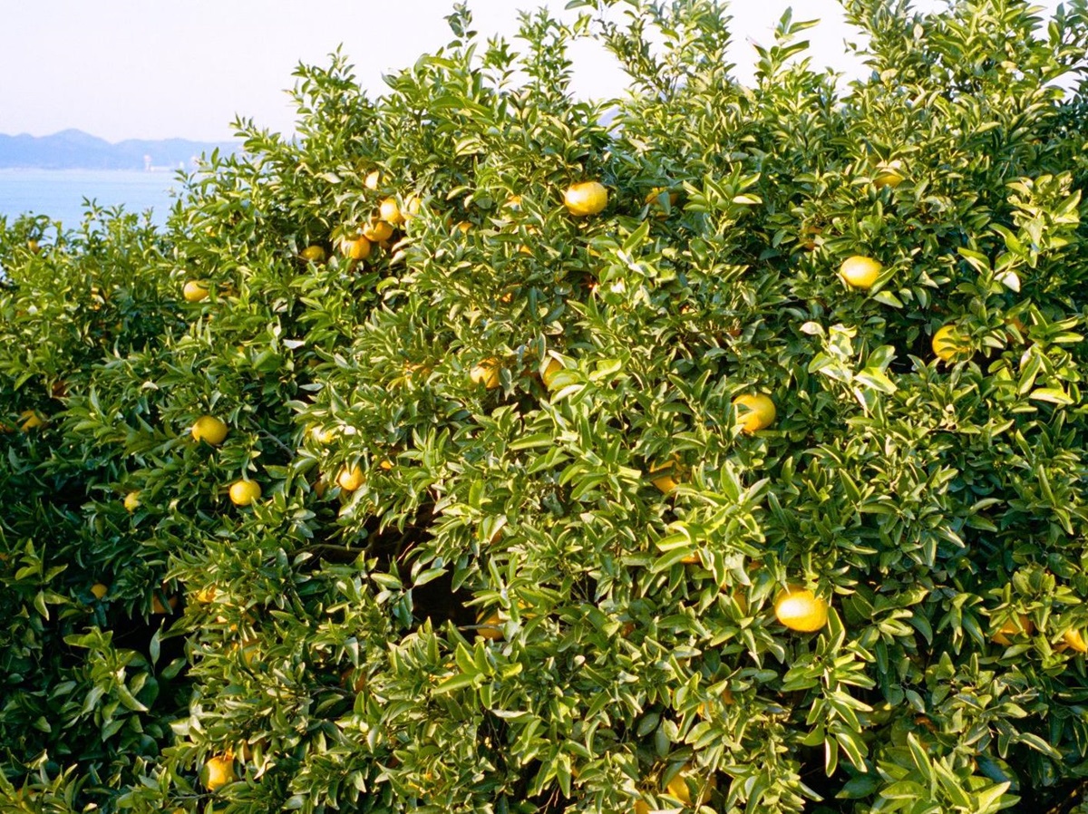 Lemon groves near Azumi Setoda on Ikuchijima island in the Seto Inland Sea
