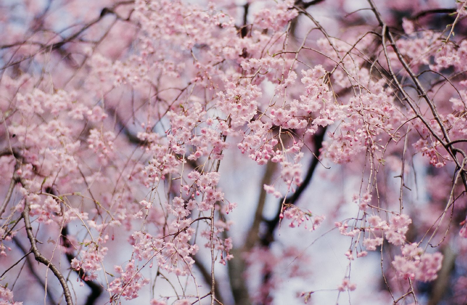 Cherry blossom seen from the Beniya Mukayu ryokan in Japan