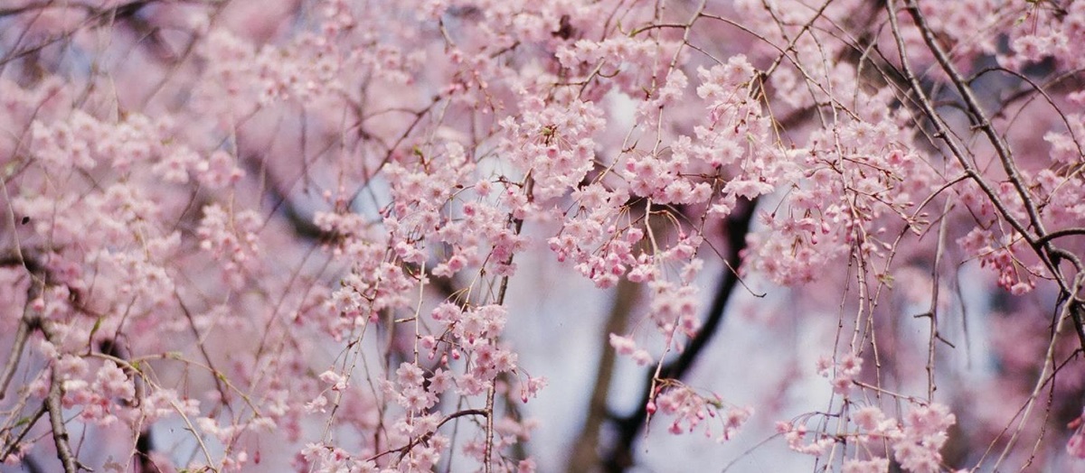 Cherry blossom seen from the Beniya Mukayu ryokan in Japan