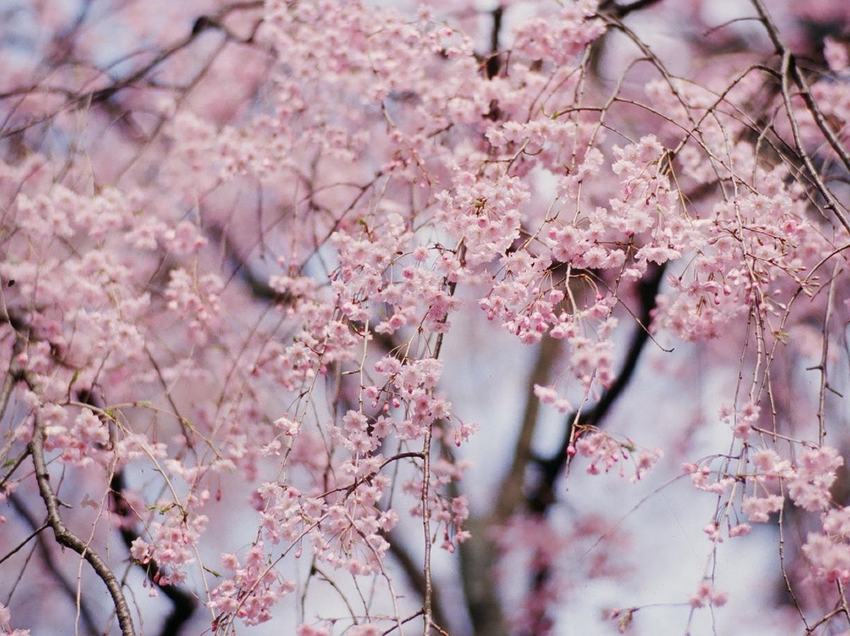 Cherry blossom seen from the Beniya Mukayu ryokan in Japan