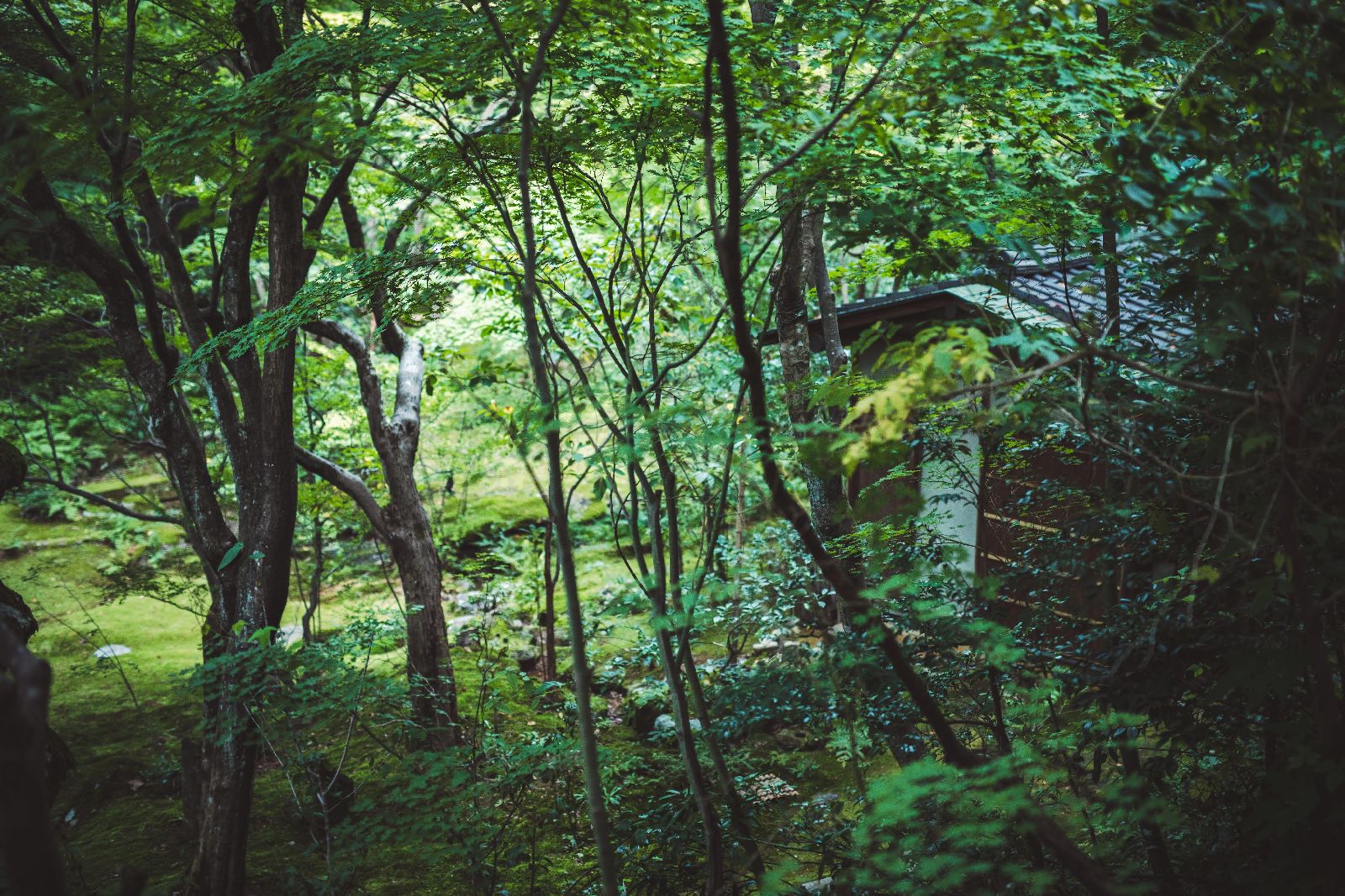 The forest garden at Beniya Mukayu ryokan in Japan