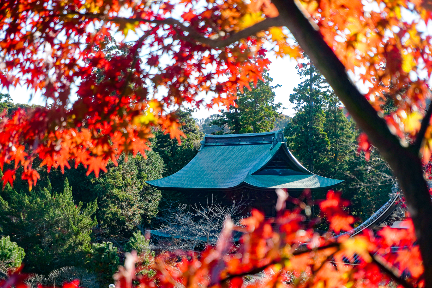 Exterior view of Engakuji Temple during autumn, framed by red leaves