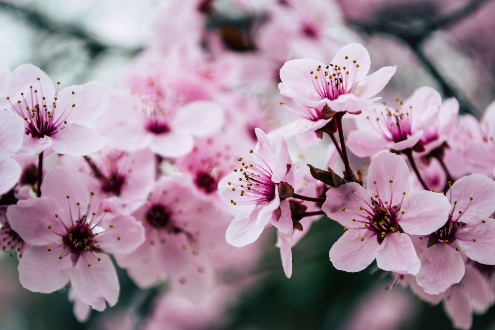 Close up image of a cherry blossom in Japan