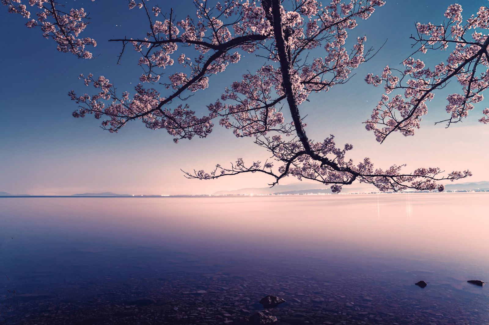 A cherry blossom branch over a lake in Japan