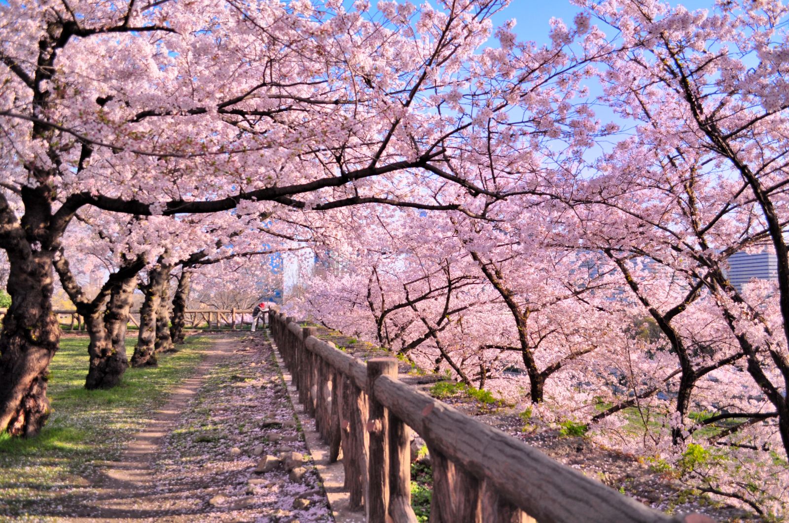 cherry-blossom-season-japan-best-time-to-visit-japan-red-savannah