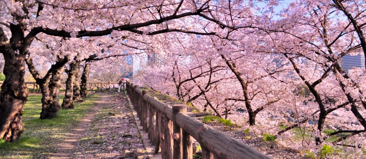 A park in Japan brimming with cherry blossom