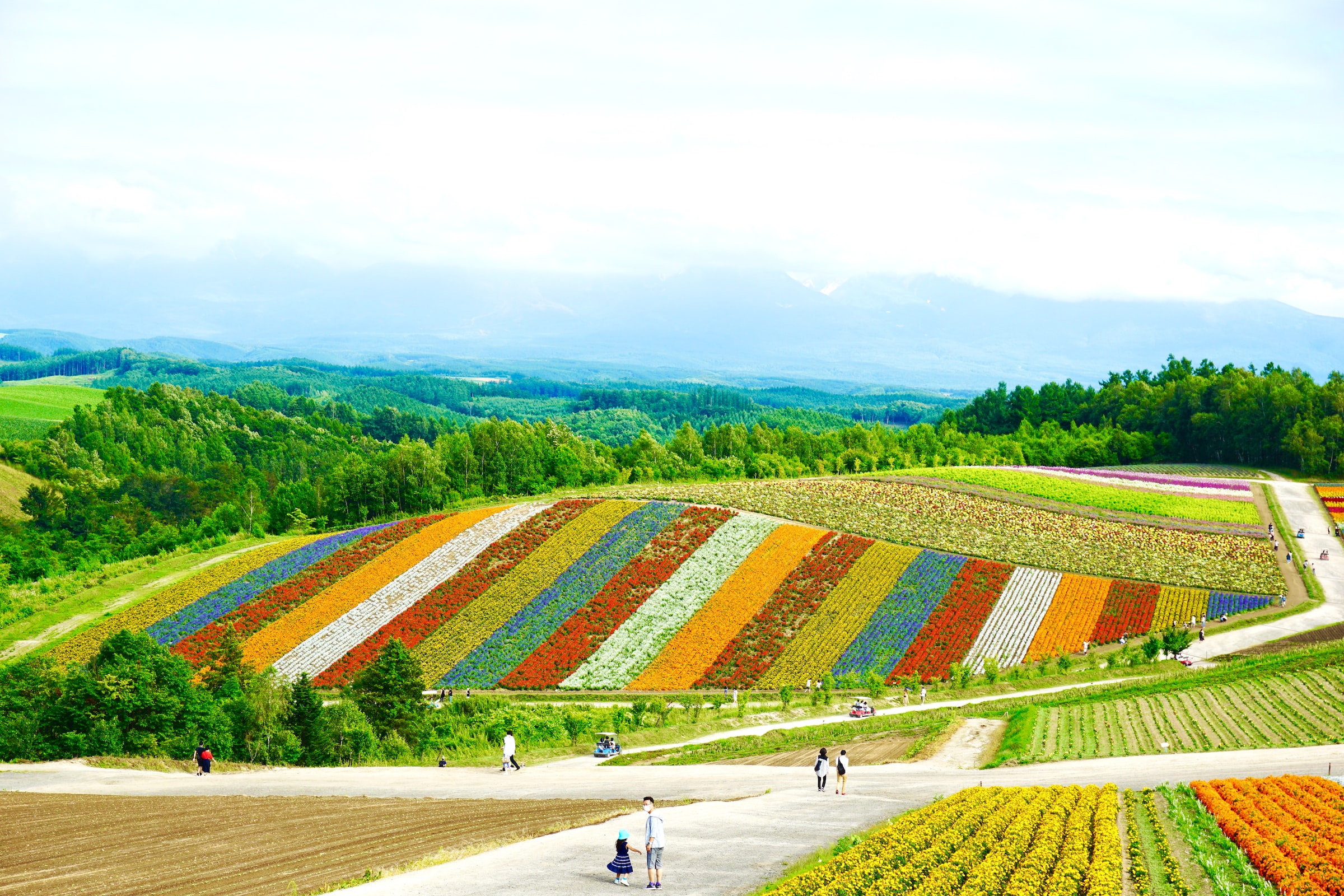 Flower fields on the island of Hokkaido in Japan