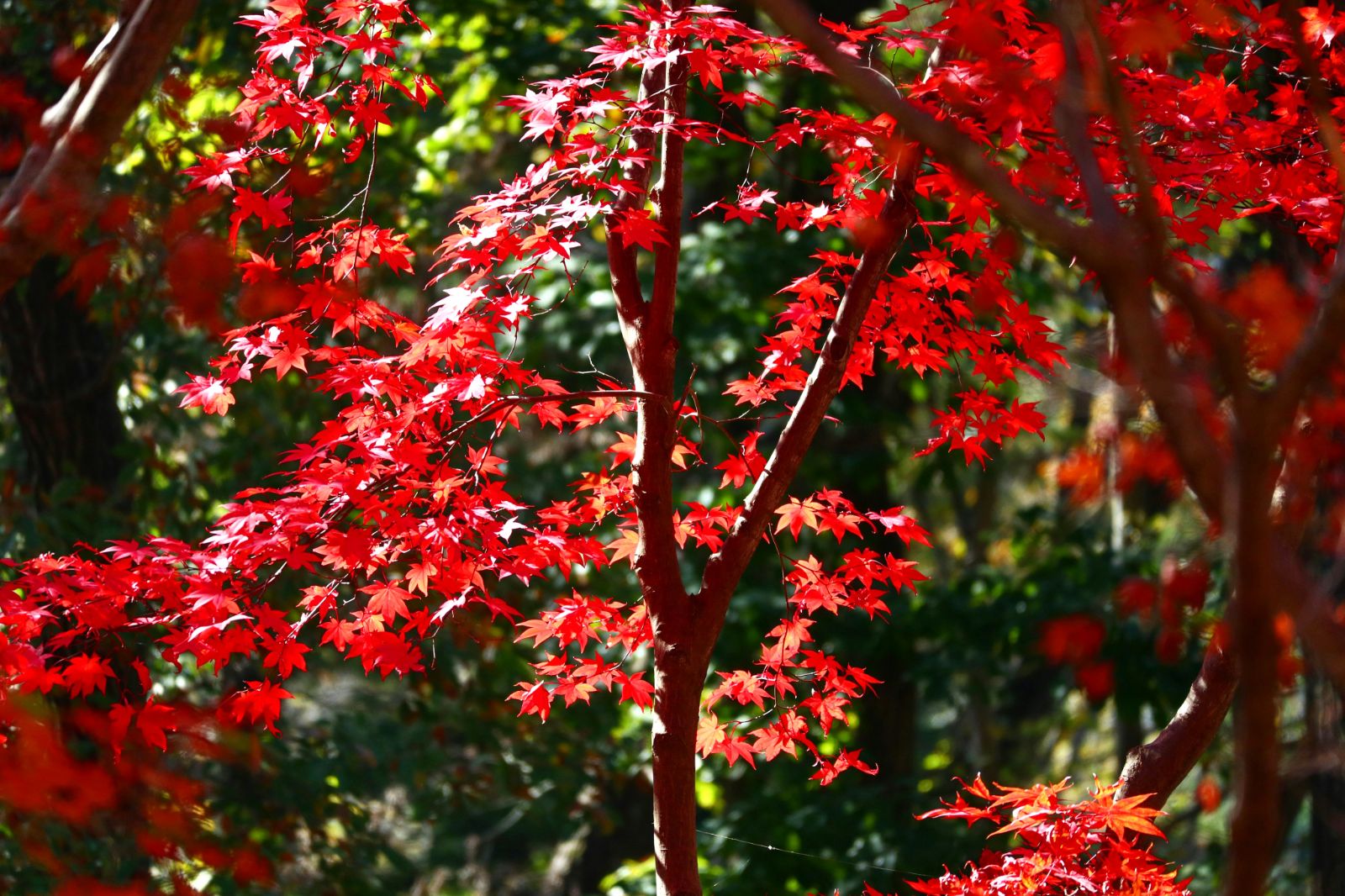 Red maple leaves in Japan during autumn