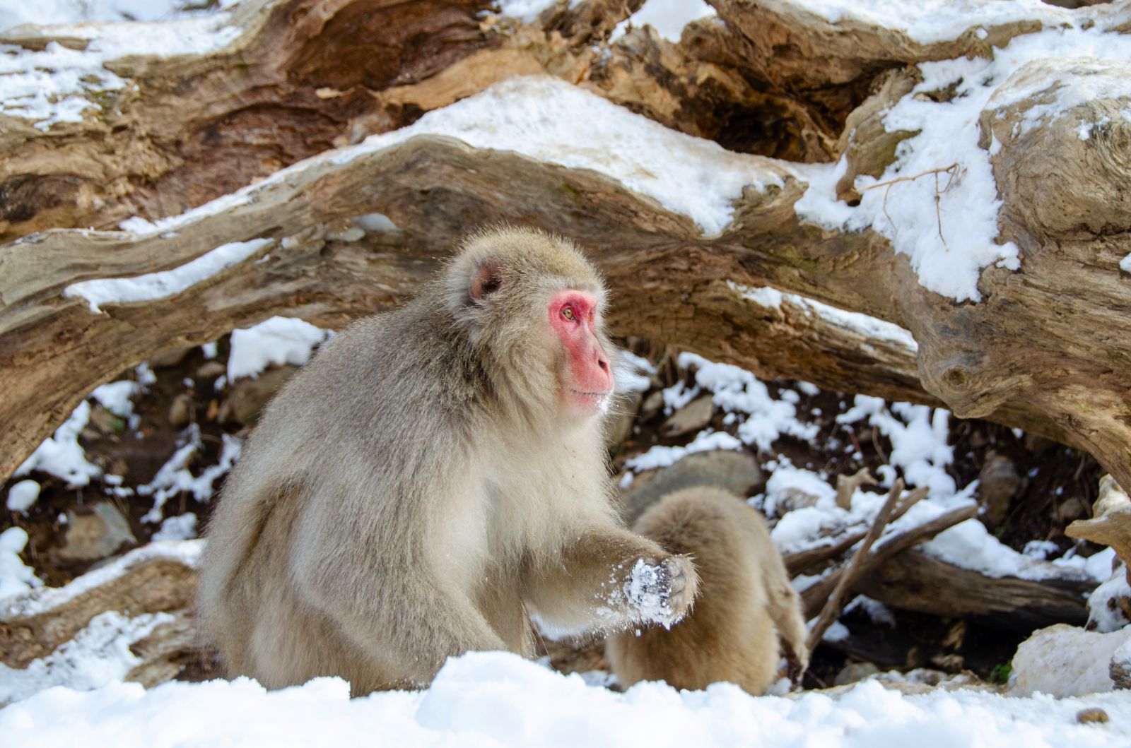 A monkey in the snow in Japan