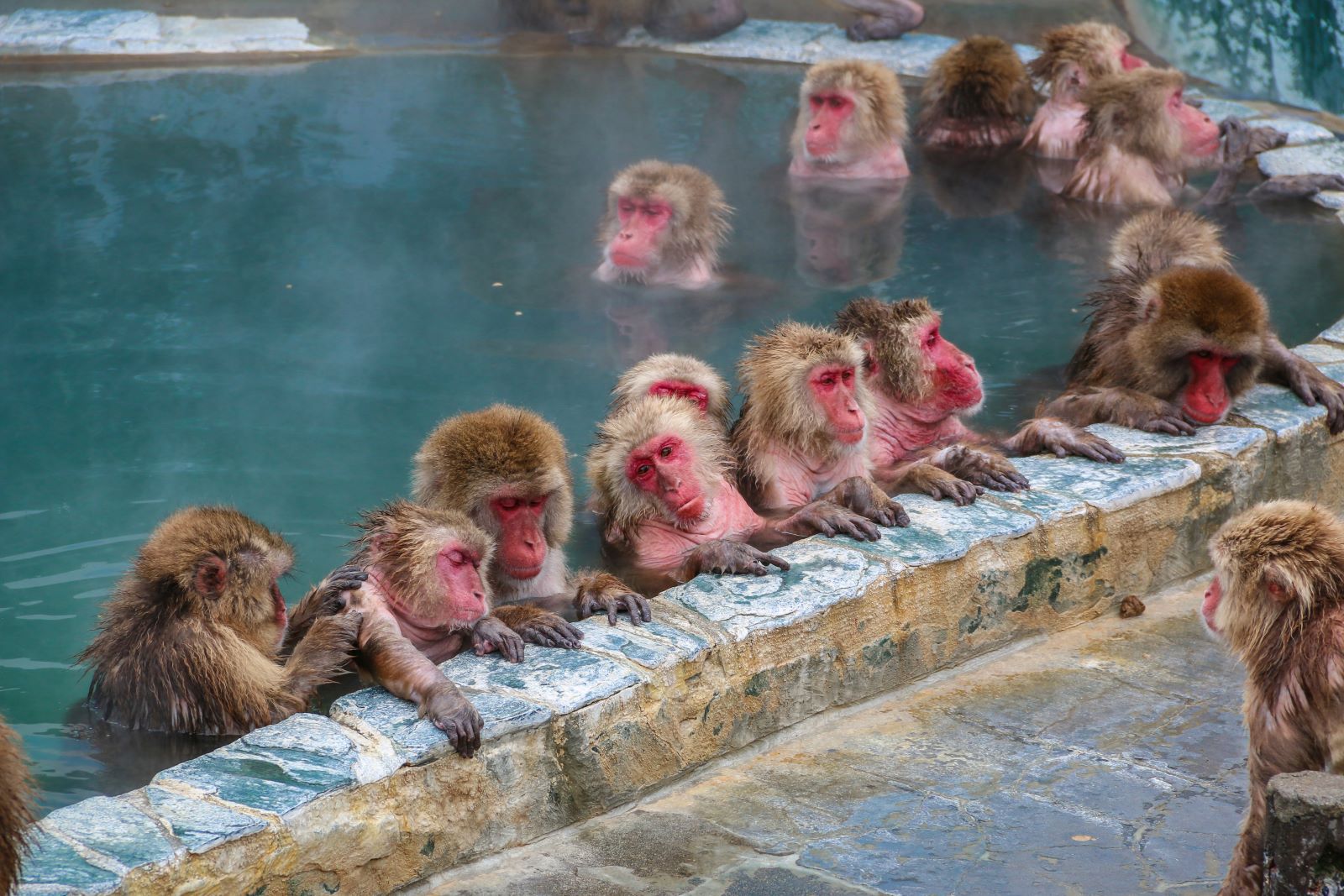 Snow monkeys in Japan