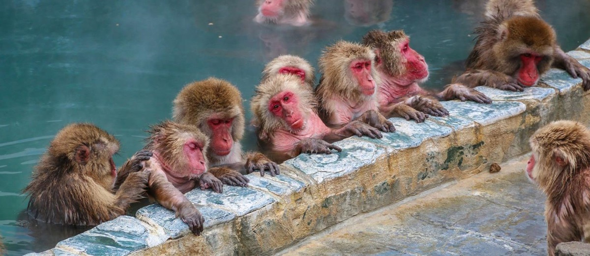 Snow monkeys in Japan