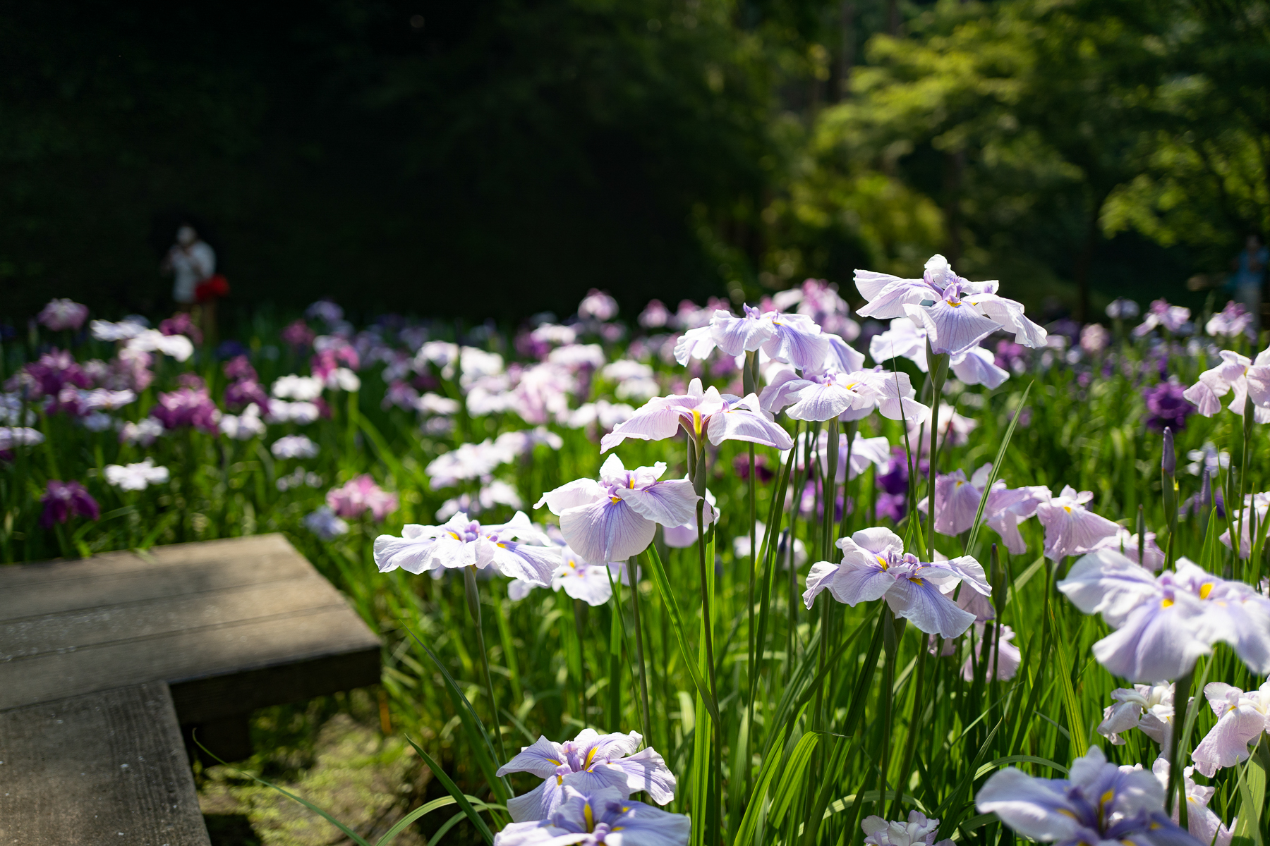 Flowers at Kamakura Zen Gardens in Kanagawa