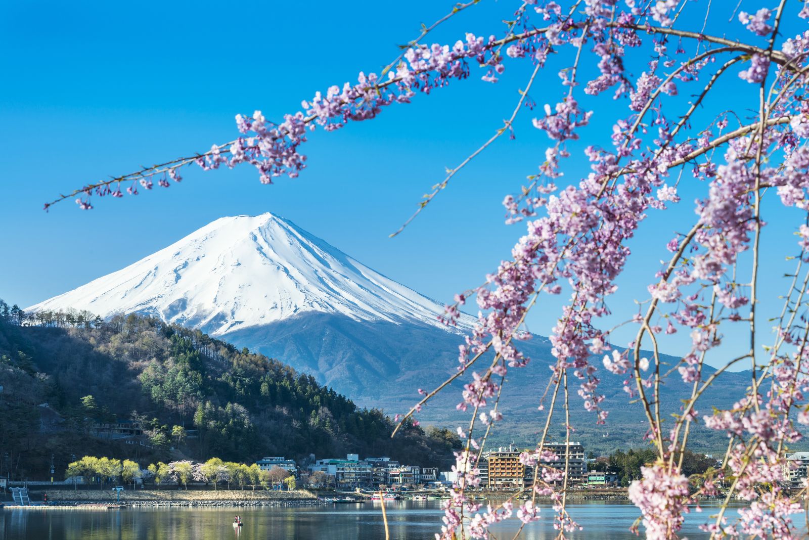 A view of snow-capped Mount Fuji with cherry blossom at Lake Kawaguchiko in the forefront