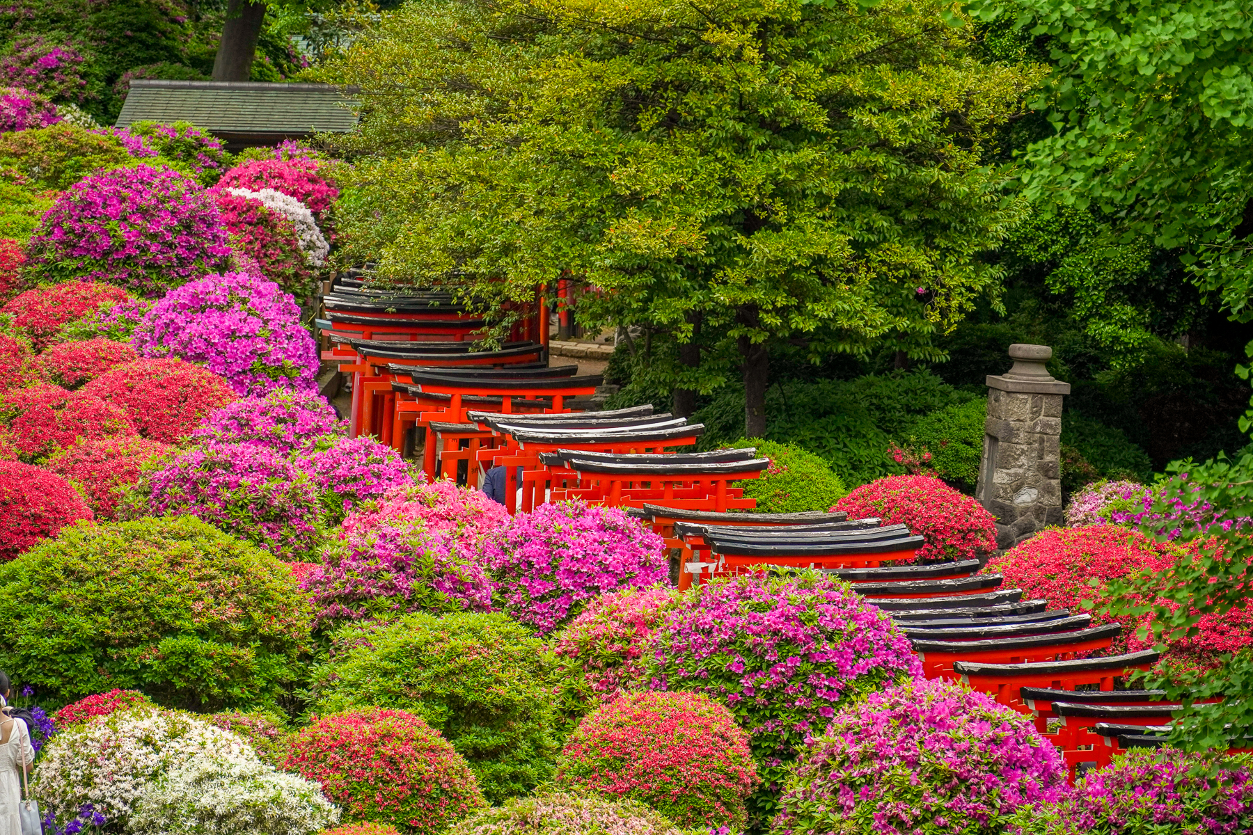 Traditional gates lining the walkway of Nezu Shrine in Tokyo