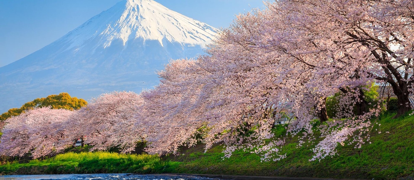 Sakura cherry blossom on the banks of a river with Mount Fuji in the background