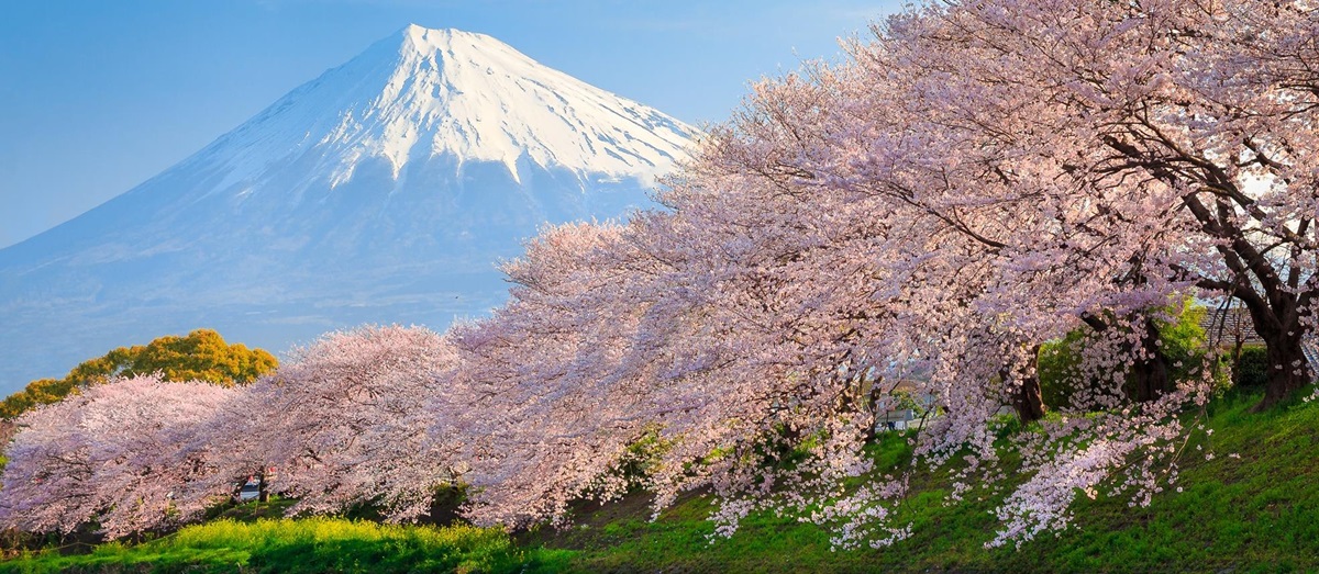 Sakura cherry blossom on the banks of a river with Mount Fuji in the background