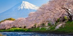 Sakura cherry blossom on the banks of a river with Mount Fuji in the background