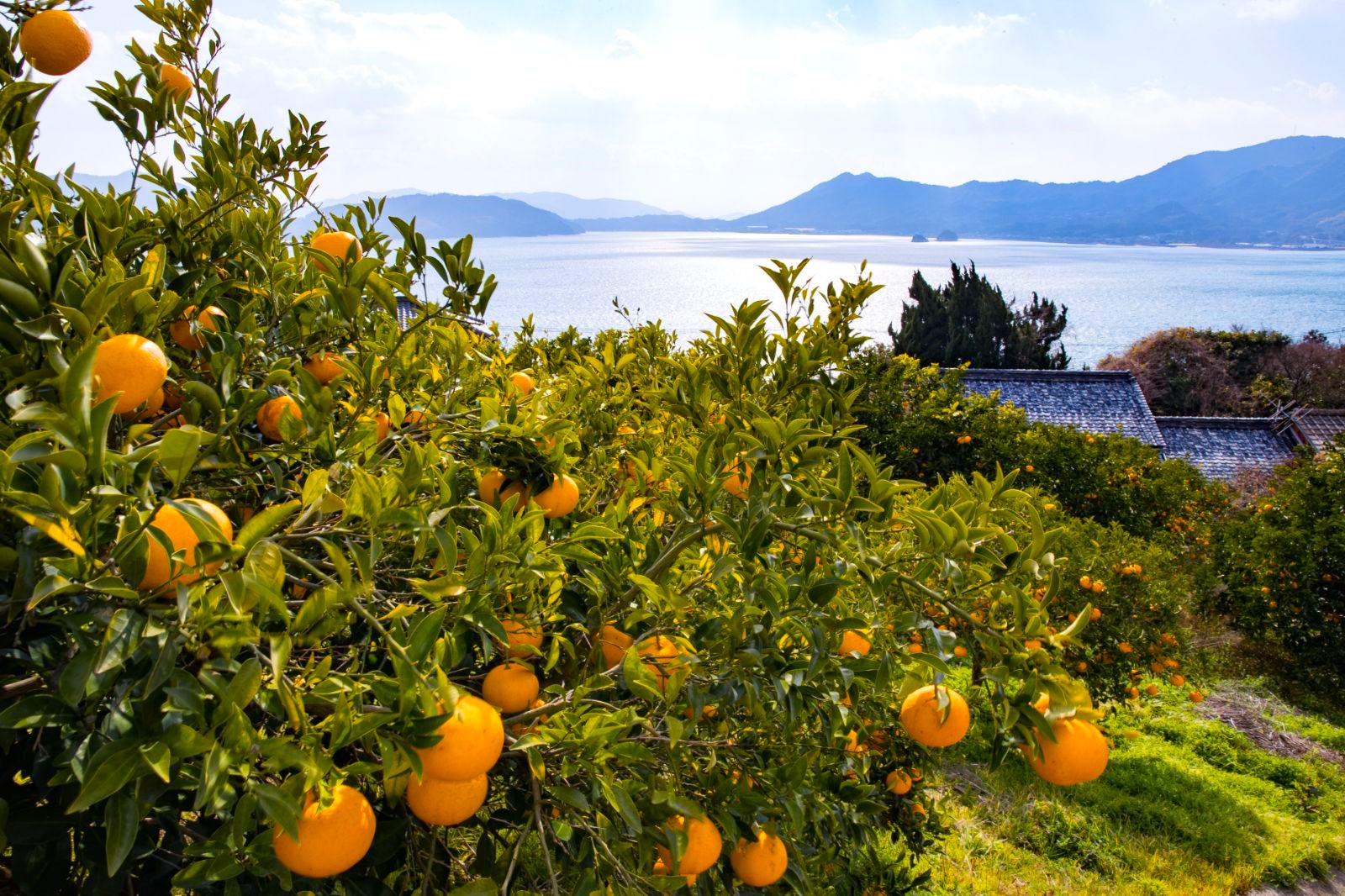 Seto island citrus grove