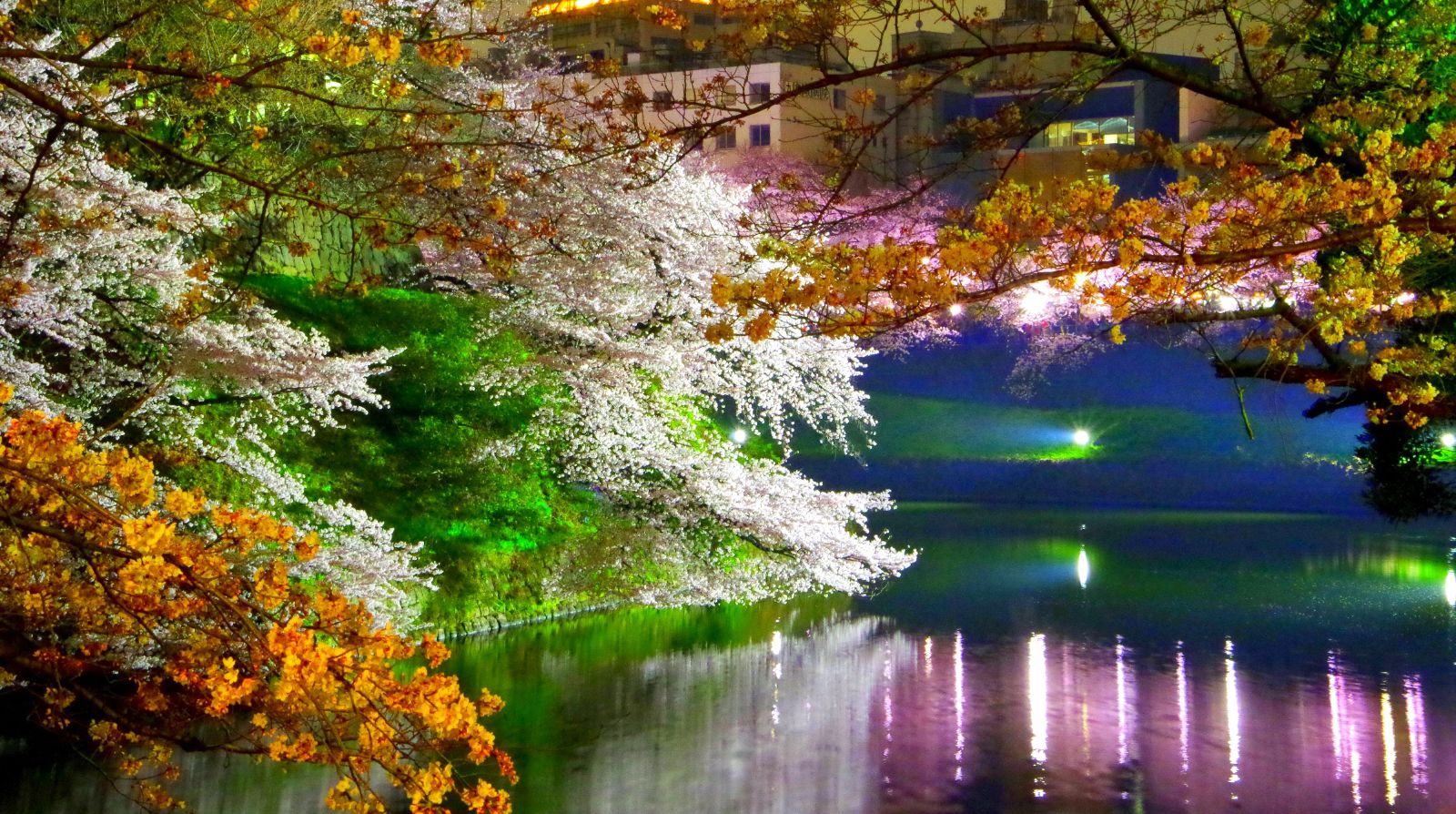 Chidorigafuchi park at night during the cherry blossom season in Tokyo