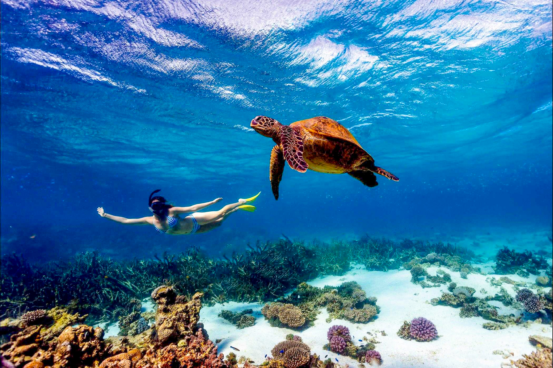 A turtle spotted while snorkelling at Alfajiri Villas on Kenya's Indian Ocean coast