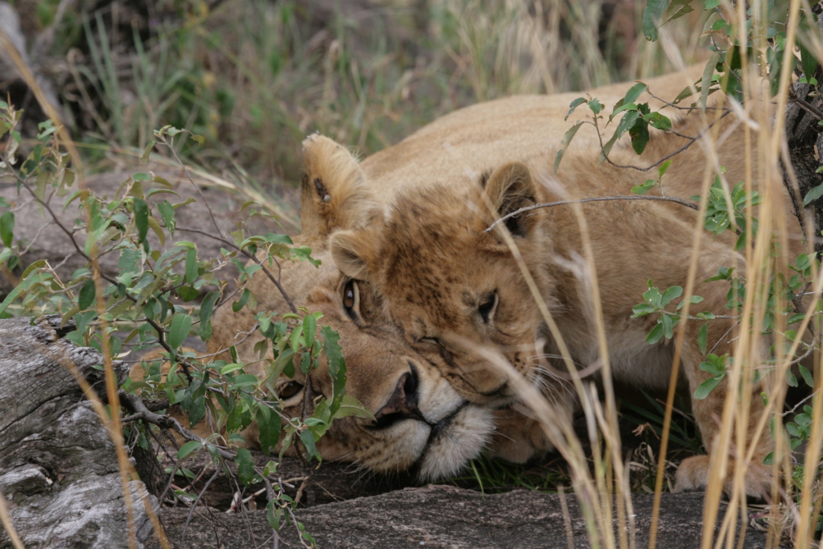 A lioness at Campi Ya Kanzi