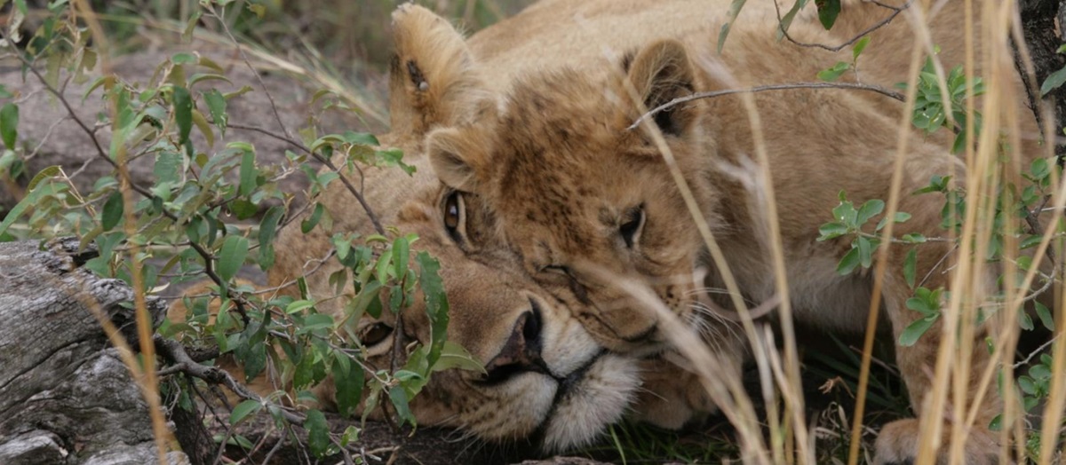 A lioness at Campi Ya Kanzi