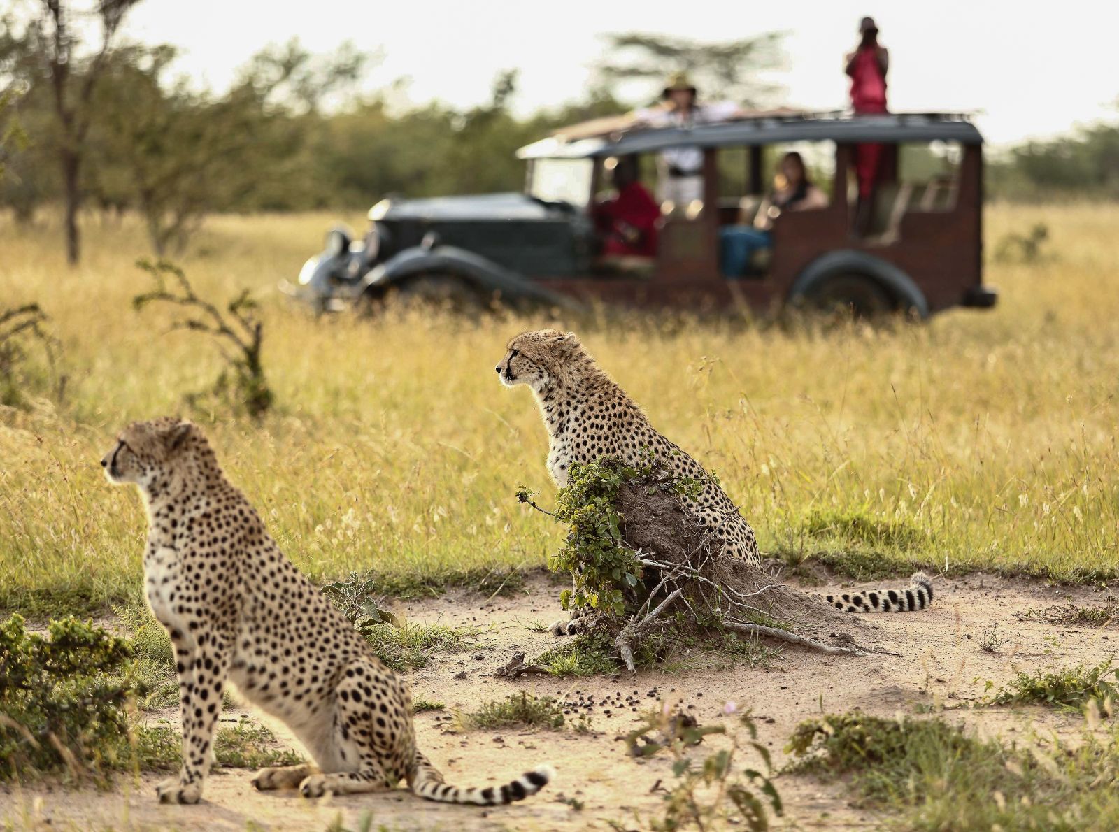 Cheetahs spotted on a game drive near Cottars 1920s Camp in the Maasai Mara