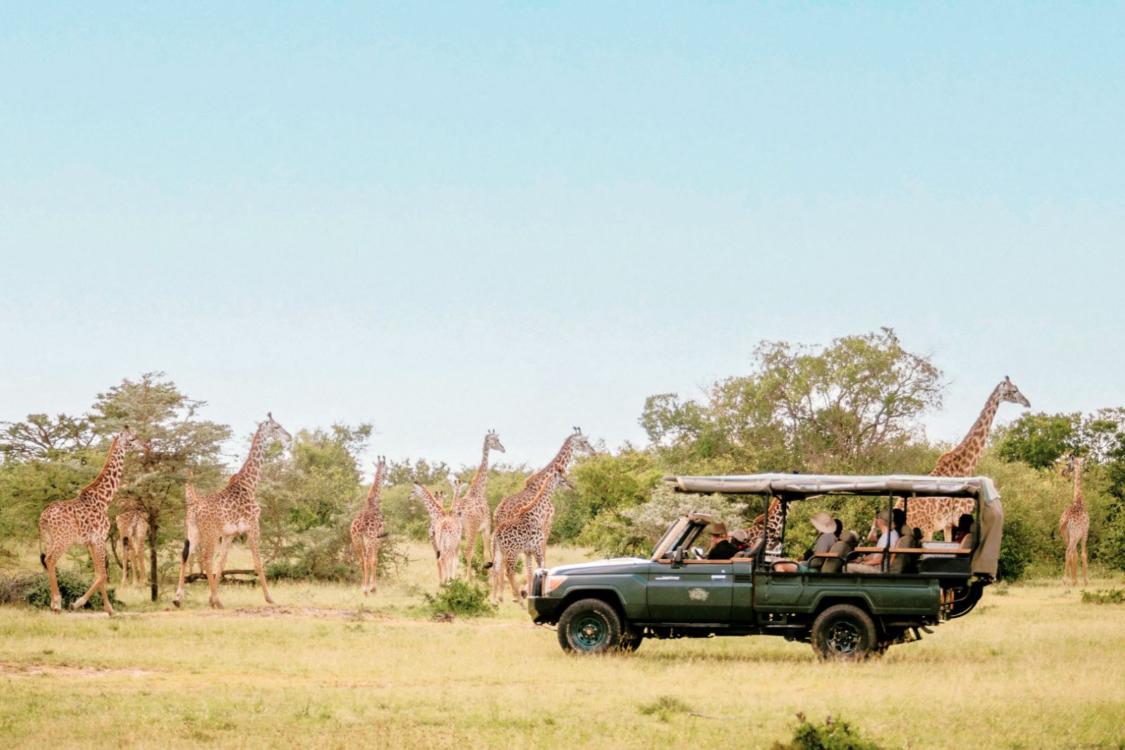 Giraffes spotted on a game drive near Cottars 1920s Camp in the Maasai Mara