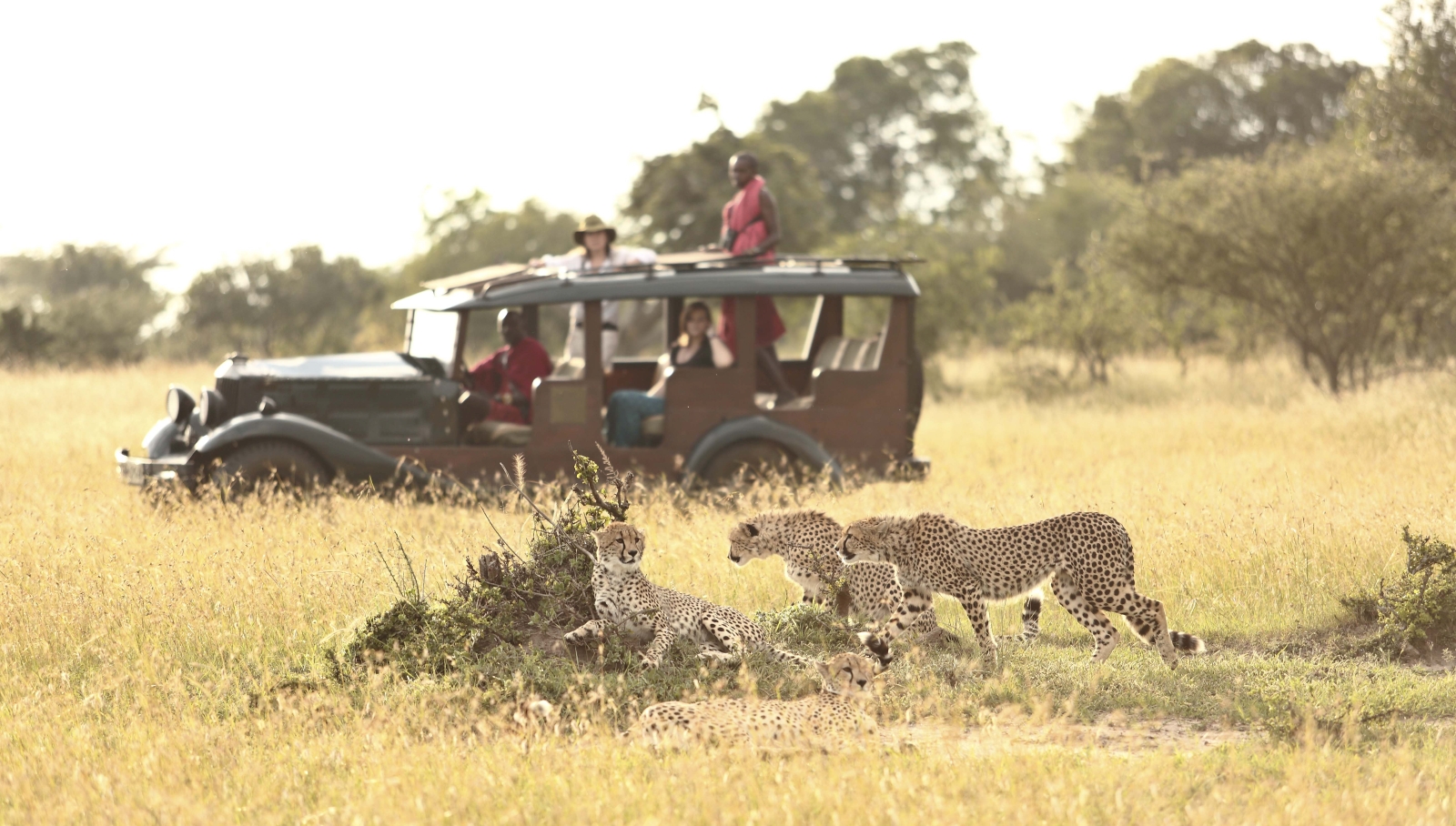Spotting two cheetahs while on safari in the Maasai Mara while staying at luxury safari lodge Cottar's 1920's Safari Camp 