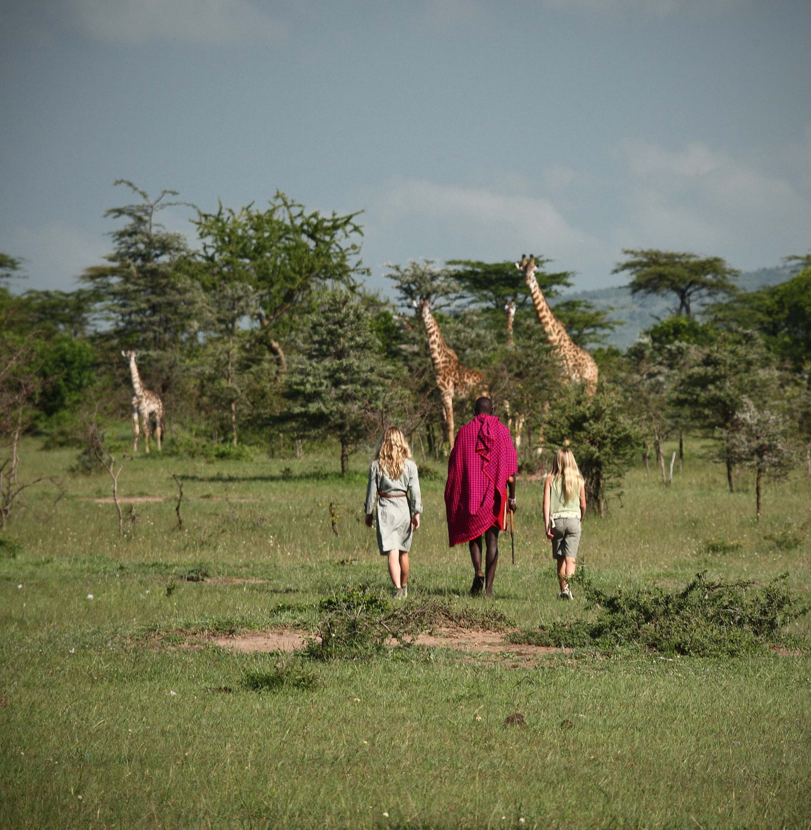 Maasai warrior on a walking safari with two guests and giraffes in the background