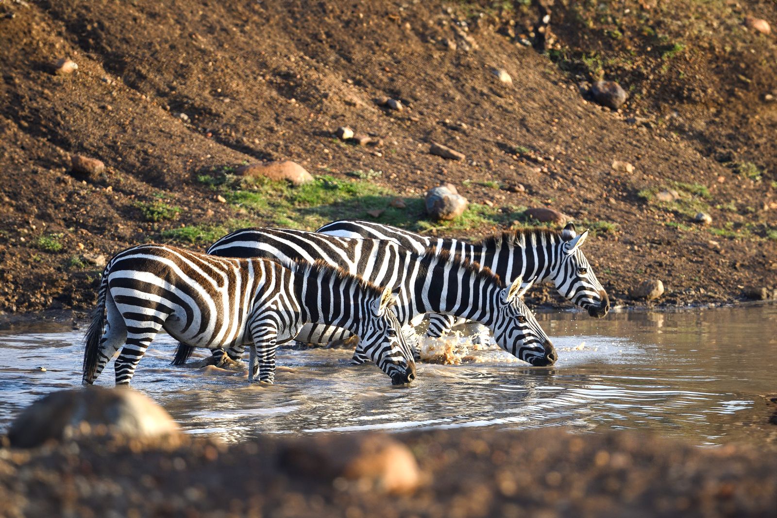 Zebras drinking water in the Maasai Mara