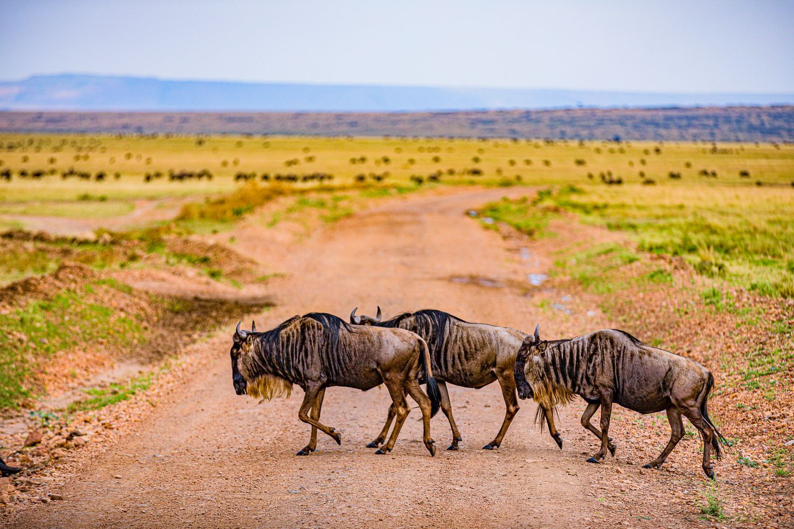 Wilder Beast crossing the road in the Maasai Mara