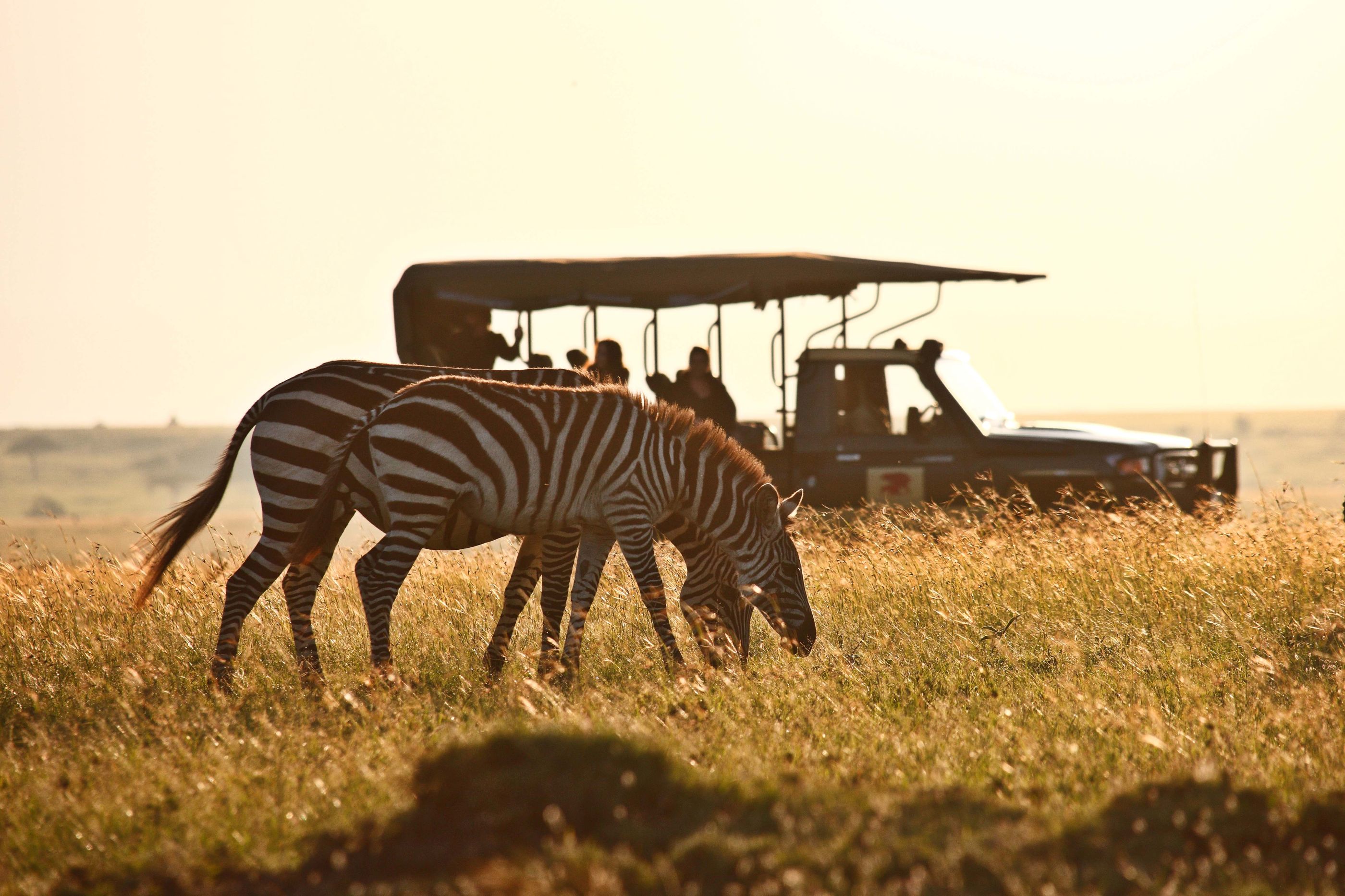 Zebra near Elephant Pepper Camp