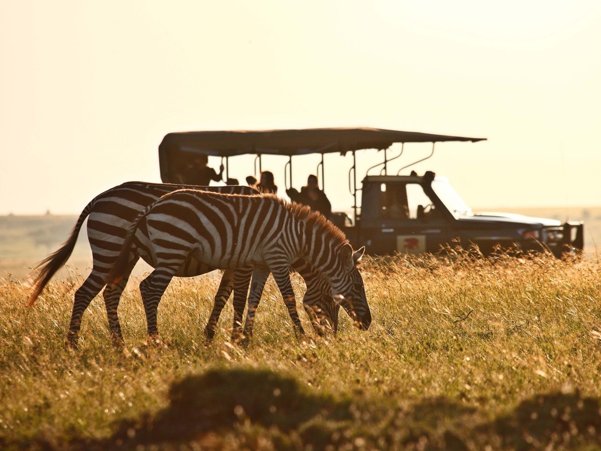 Zebra near Elephant Pepper Camp