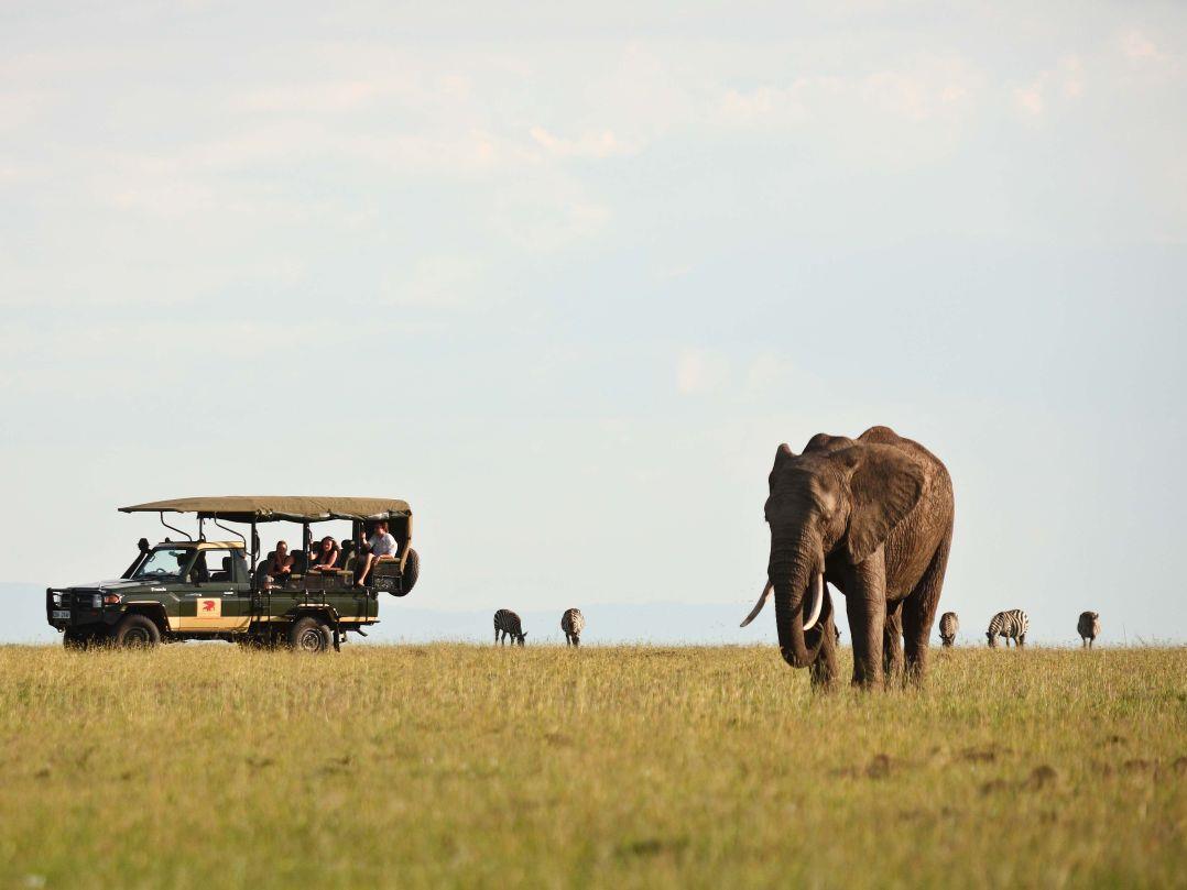 Elephants at Elephant Pepper Camp in Kenya