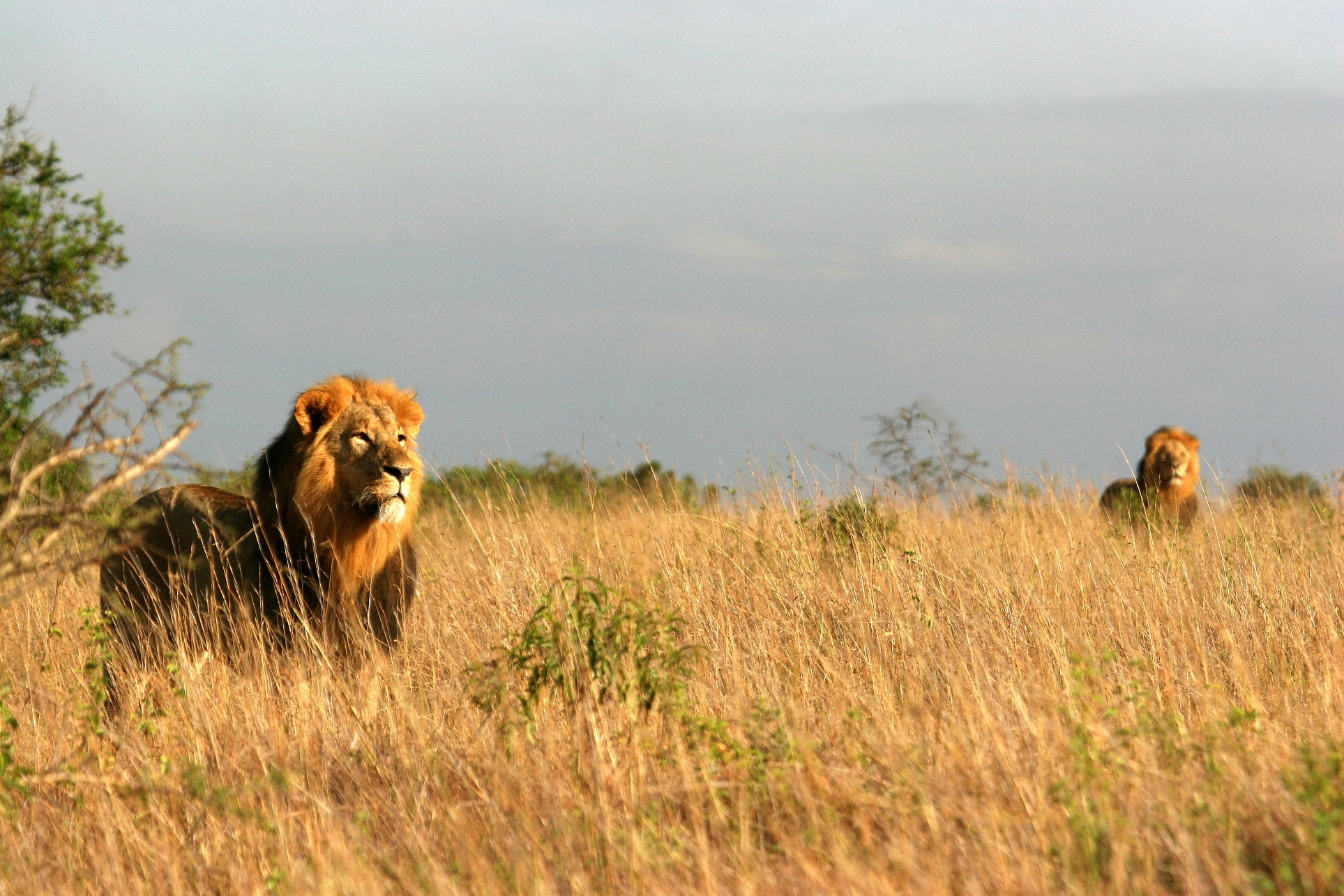 Lions near Emakoko