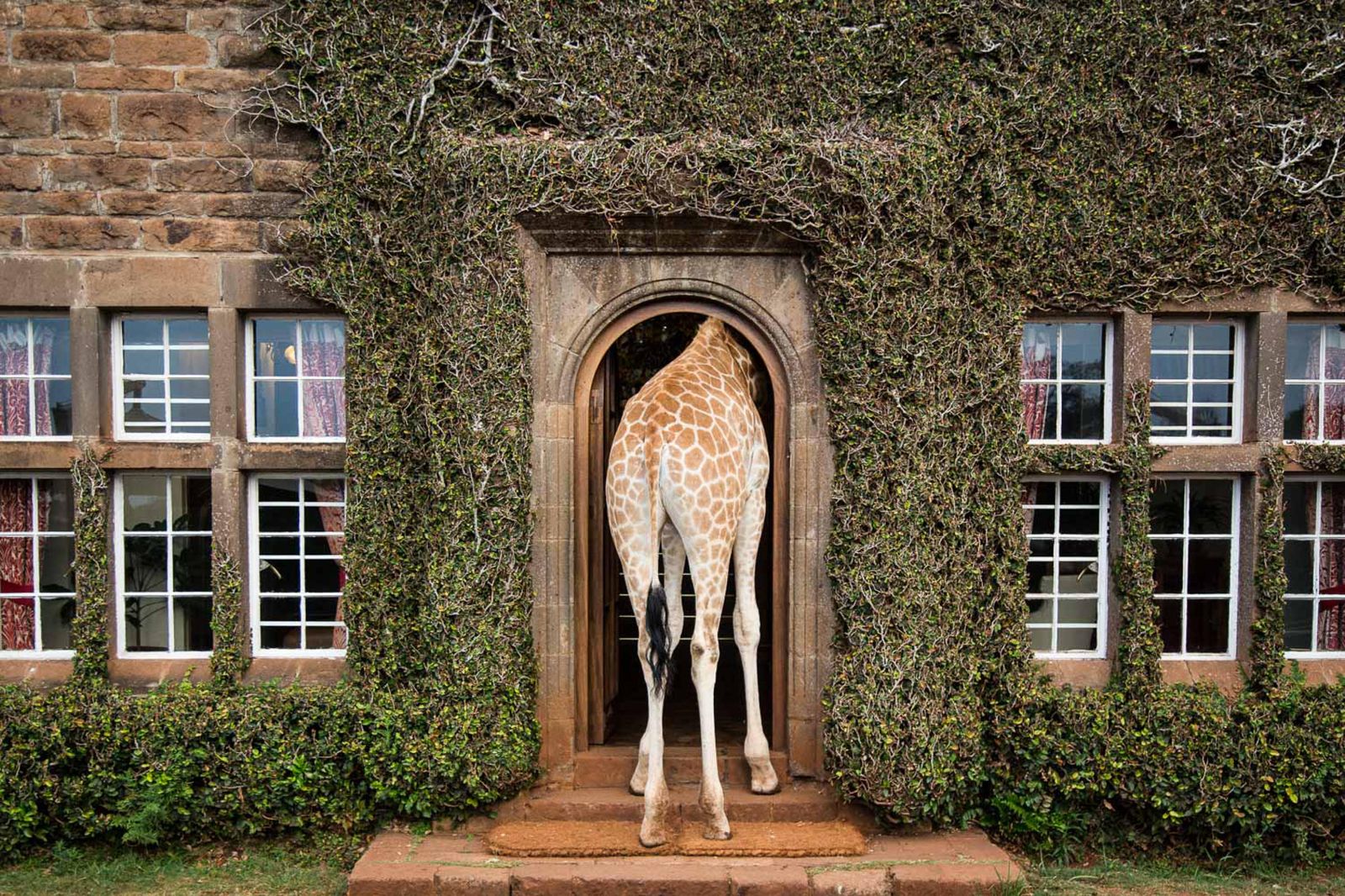 Giraffe at the door at Giraffe Manor Nairobi